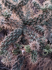 Cylindropuntia