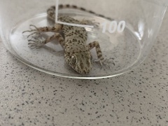 Tenuidactylus caspius