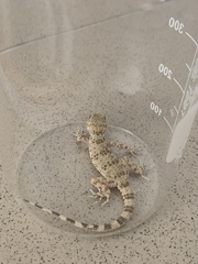 Tenuidactylus caspius