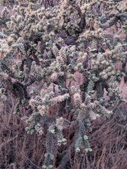 Cylindropuntia