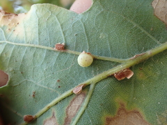 Neuroterus anthracinus