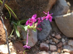 Lapeirousia pyramidalis regalis