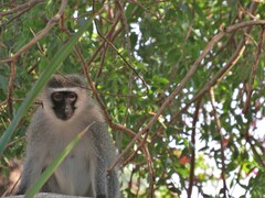 Chlorocebus pygerythrus pygerythrus