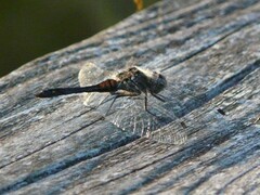 Sympetrum danae