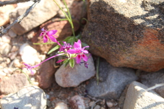 Lapeirousia pyramidalis regalis
