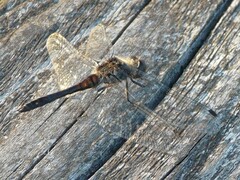 Sympetrum danae