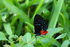 Eumaeus atala