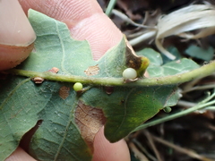 Neuroterus anthracinus