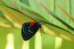 Eumaeus atala