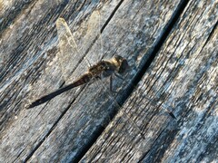 Sympetrum danae