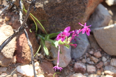 Lapeirousia pyramidalis regalis