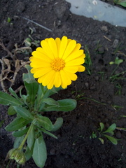 Calendula