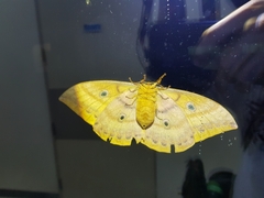 Antheraea yamamai