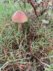 Psilocybe cubensis
