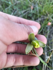 Albuca