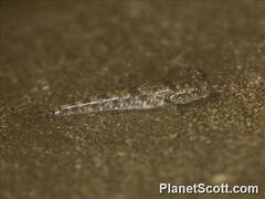 Periophthalmus argentilineatus