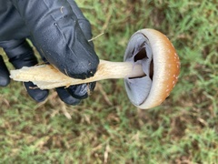 Psilocybe cubensis