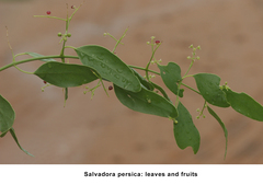 Salvadora persica