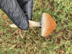 Psilocybe cubensis