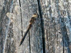 Sympetrum danae
