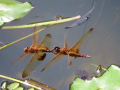 Hydrobasileus croceus