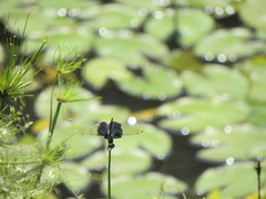 Rhyothemis triangularis