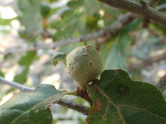 Andricus infectorius