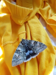 Catocala fraxini