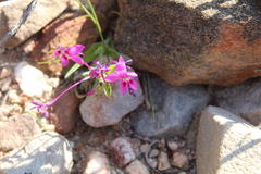 Lapeirousia pyramidalis regalis