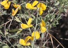 Calobota