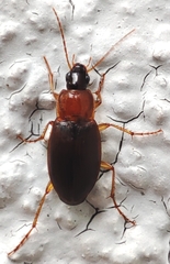 Calathus melanocephalus