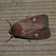 Xestia xanthographa