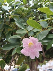 Tabebuia heterophylla