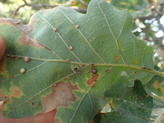 Neuroterus anthracinus