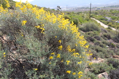 Calobota
