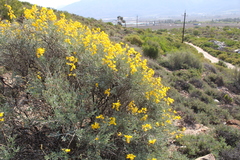 Calobota