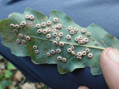 Neuroterus numismalis