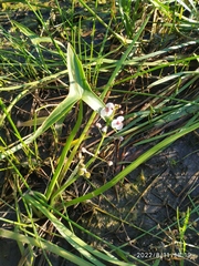 Sagittaria sagittifolia