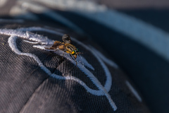 Chrysops divaricatus