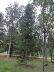 Picea abies