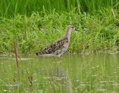 Calidris pugnax