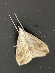 Evergestis forficalis