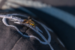 Chrysops divaricatus