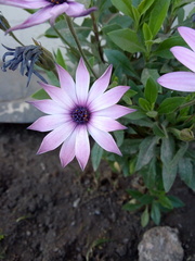 Dimorphotheca