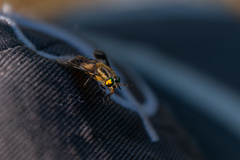 Chrysops divaricatus