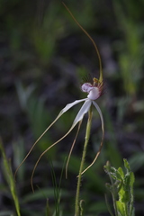 Caladenia longicauda borealis