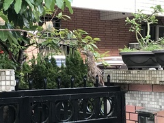 Gorsachius melanolophus