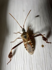 Leptoglossus clypealis