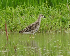 Calidris pugnax