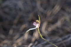Caladenia longicauda borealis